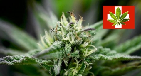 Die Schweiz erleichtert ab dem 1. August den Zugang zu medizinischen Marihuana-Rezepten