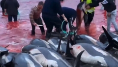 Cowardly Denmark sadistically stabs 100 dolphins in 'largest hunt for this species in over 120 years': It is estimated that the animals were cowardly attacked with knives and other sharp instruments after being driven to shore. It is about 98 adult specimens, a calf and a female that was pregnant.